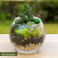Kit terrario vidrio con dos tazones para plantas