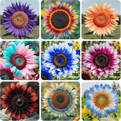 Semillas girasol mixtas para jardín patio y maceta