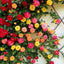 100+ Semillas Rosas Trepadoras para Cultivo