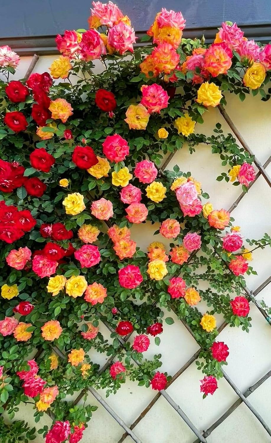 100+ Semillas Rosas Trepadoras para Cultivo