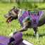 Chaleco entrenamiento perros medianos con hebillas metal