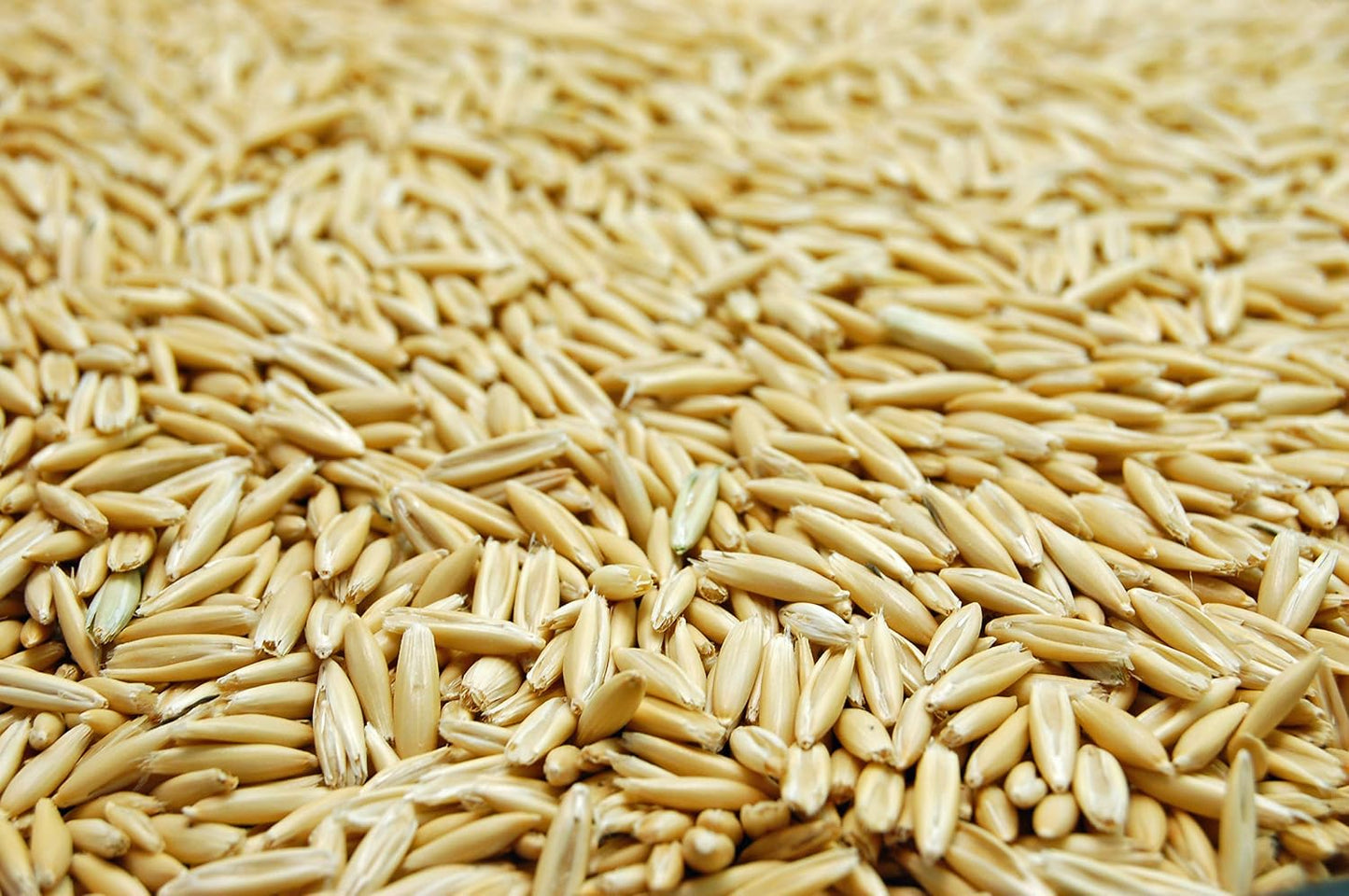 Semilla avena blanca 5 libras sin rellenos Oregon