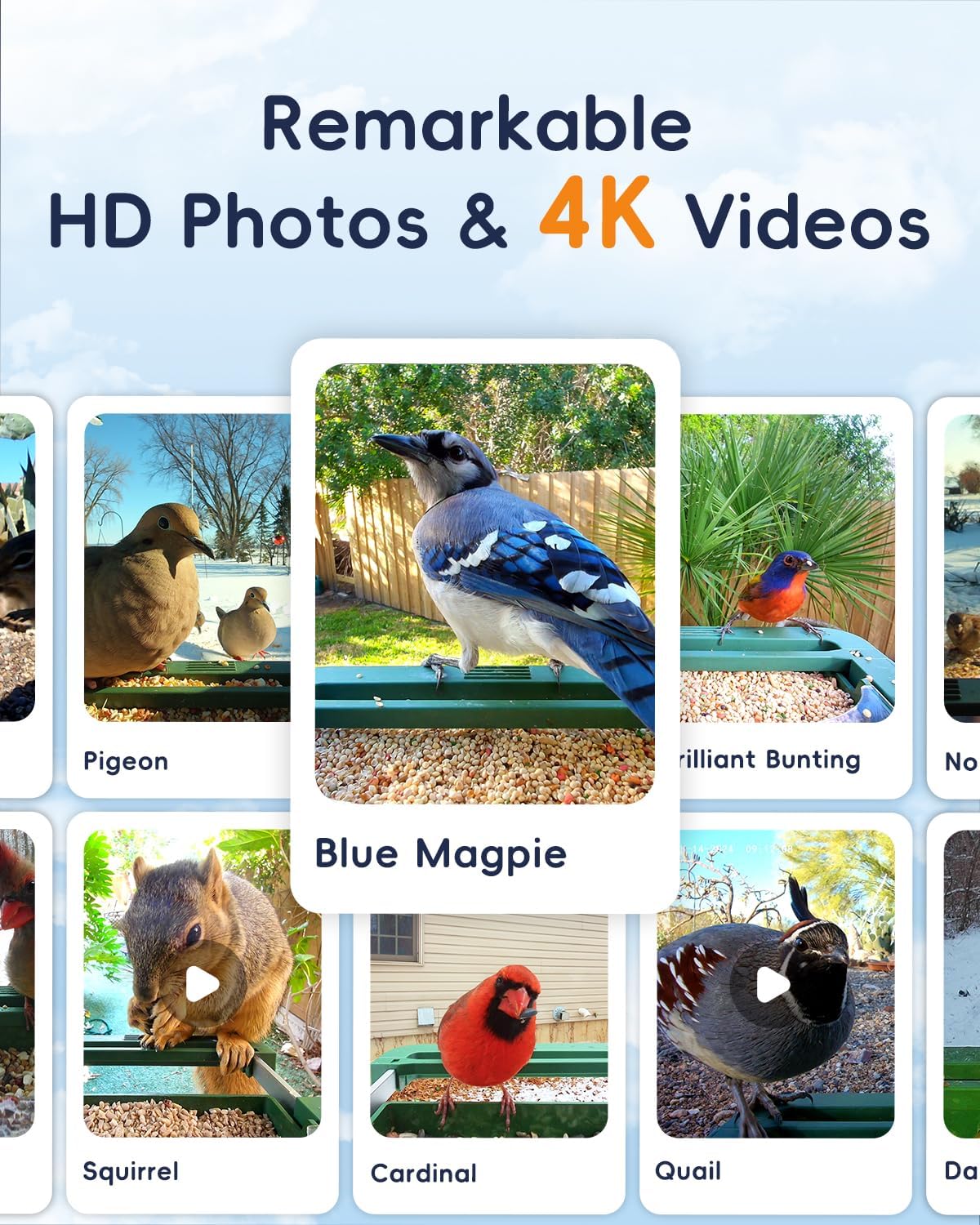 Comedero pájaros cámara 32mp 4k wifi IA identificar aves