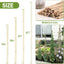 50 Estacas Bambú 16pulg para Tomates y Plantas
