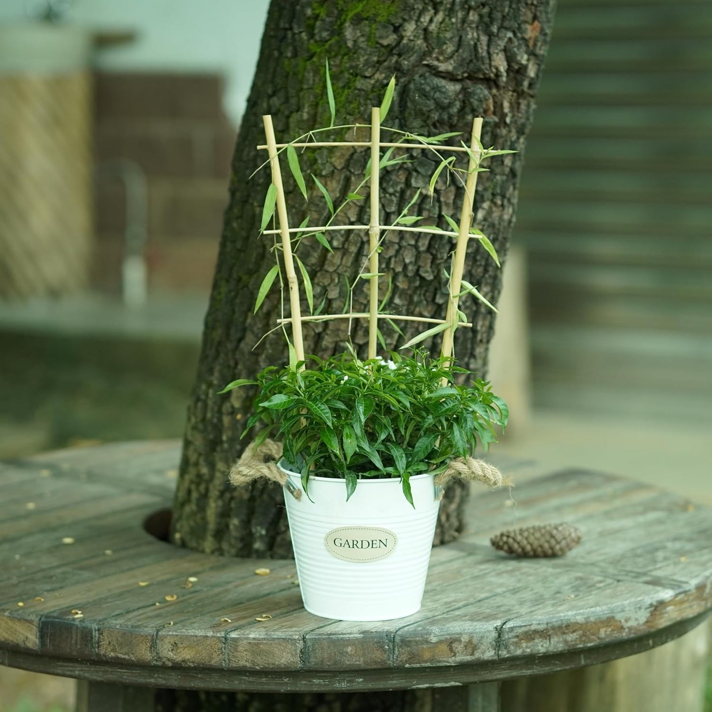 Enrejado bambú 16pulg para plantas trepadoras set 6 con lazos
