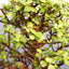 Árbol bonsái jade enano vivo 8 años 10-14pulg con bandeja humedad
