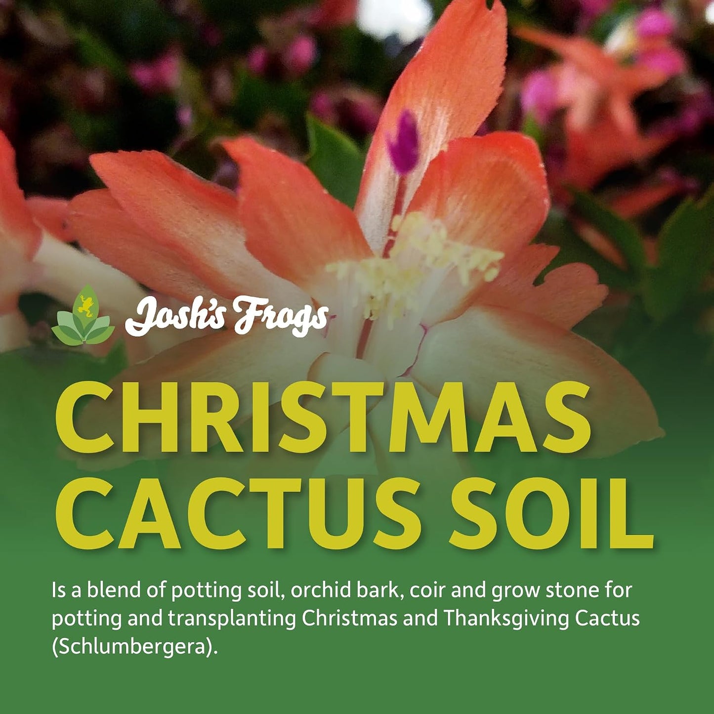 Tierra para cactus navideños 1qt