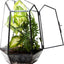 Terrario vidrio transparente puerta diseño geométrico musgo