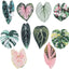 10 imanes decorativos para nevera en forma de hojas