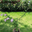 2 Enrejados Jardín 34pulg para Plantas Trepadoras Decorativo