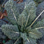 1000 Semillas Col Rizada Lacinato Toscana Negra para Plantar