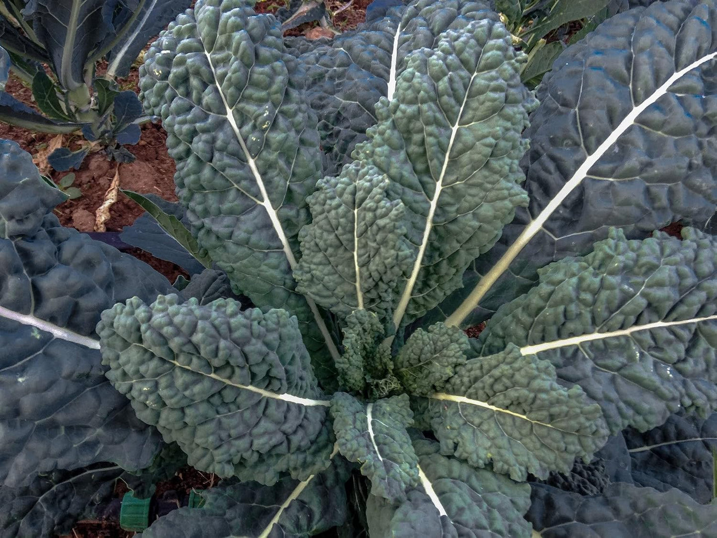 1000 Semillas Col Rizada Lacinato Toscana Negra para Plantar
