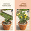 Fertilizante líquido para cactus 32oz crecimiento floración