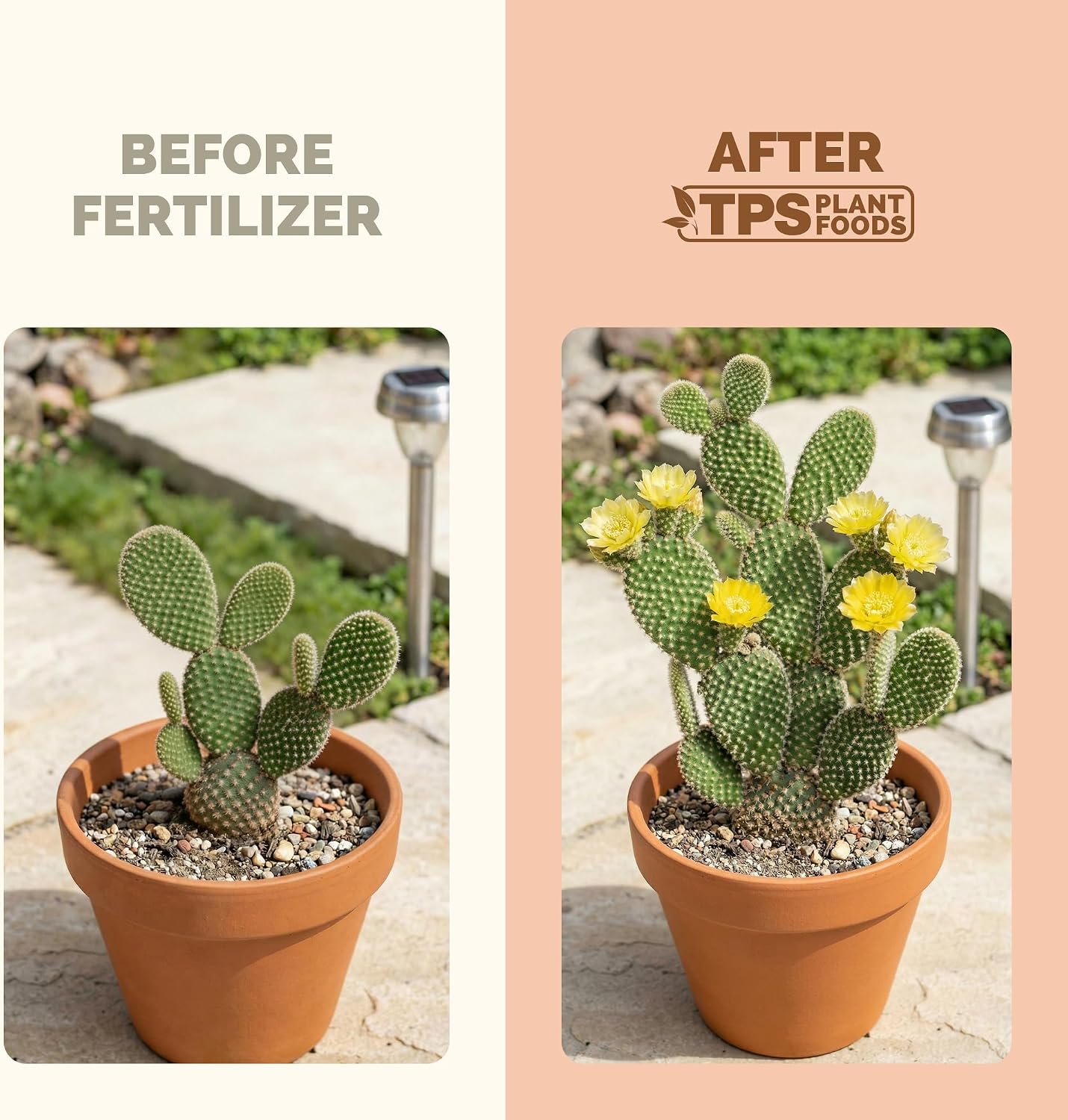 Fertilizante líquido para cactus 32oz crecimiento floración