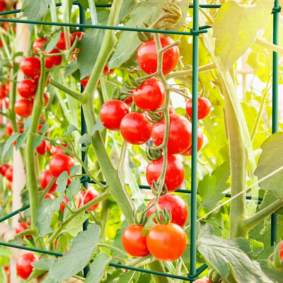 Jaula Tomates 6 Pack 46pulg Soporte 164pies Ataduras Giratorias