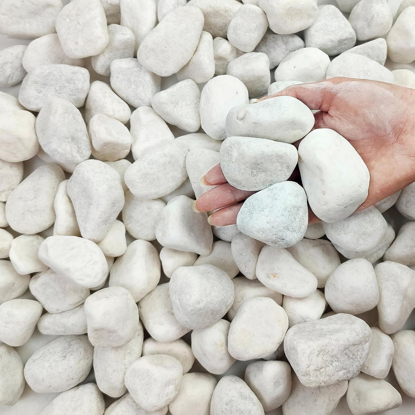 Rocas blancas mate 5lb para plantas 2-3" decorativas