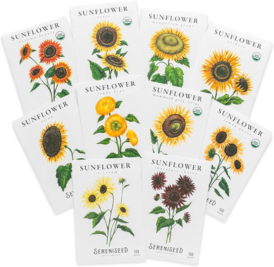Semillas girasol paquete 10 sin OMG polinización abierta