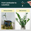 Fertilizante para plantas ZZ 16oz hojas brillantes