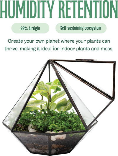 Terrario vidrio transparente con puerta para musgo y plantas
