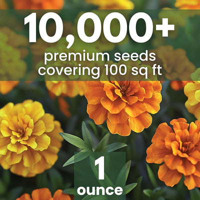 Paquete 10,000 semillas Tagetes erecta caléndula