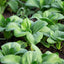 1000 Semillas Bok Choy Tallo Verde Sin OMG