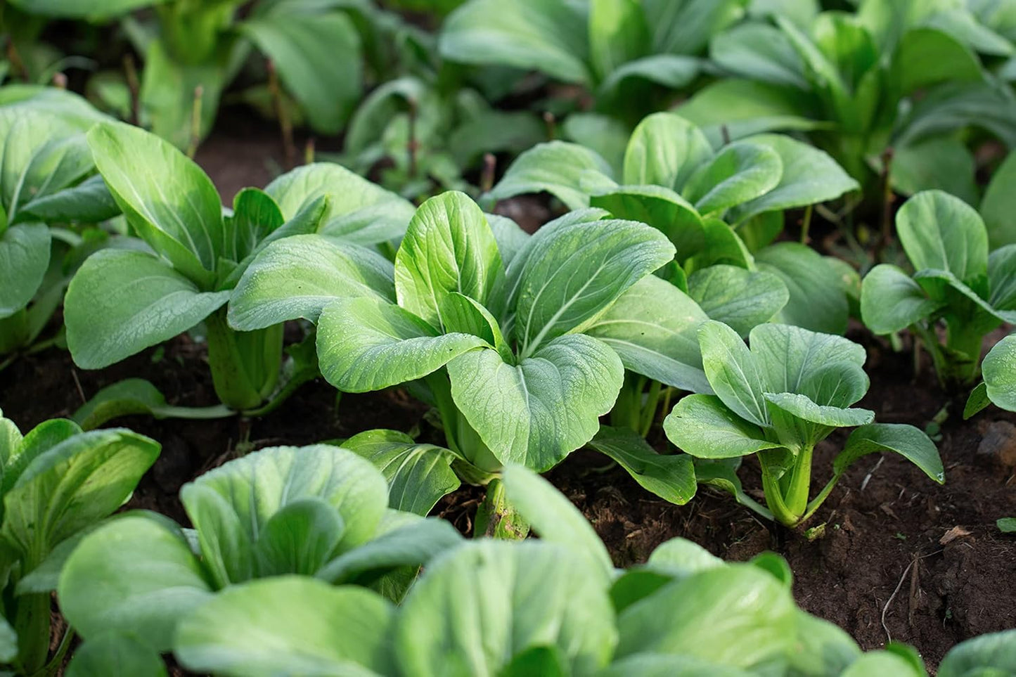1000 Semillas Bok Choy Tallo Verde Sin OMG