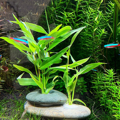 Pesas piedra natural acuario anclajes guijarros 6 pzas 0.8pulg