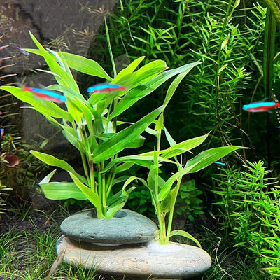 Pesas piedra natural acuario anclajes guijarros 6 pzas 0.8pulg