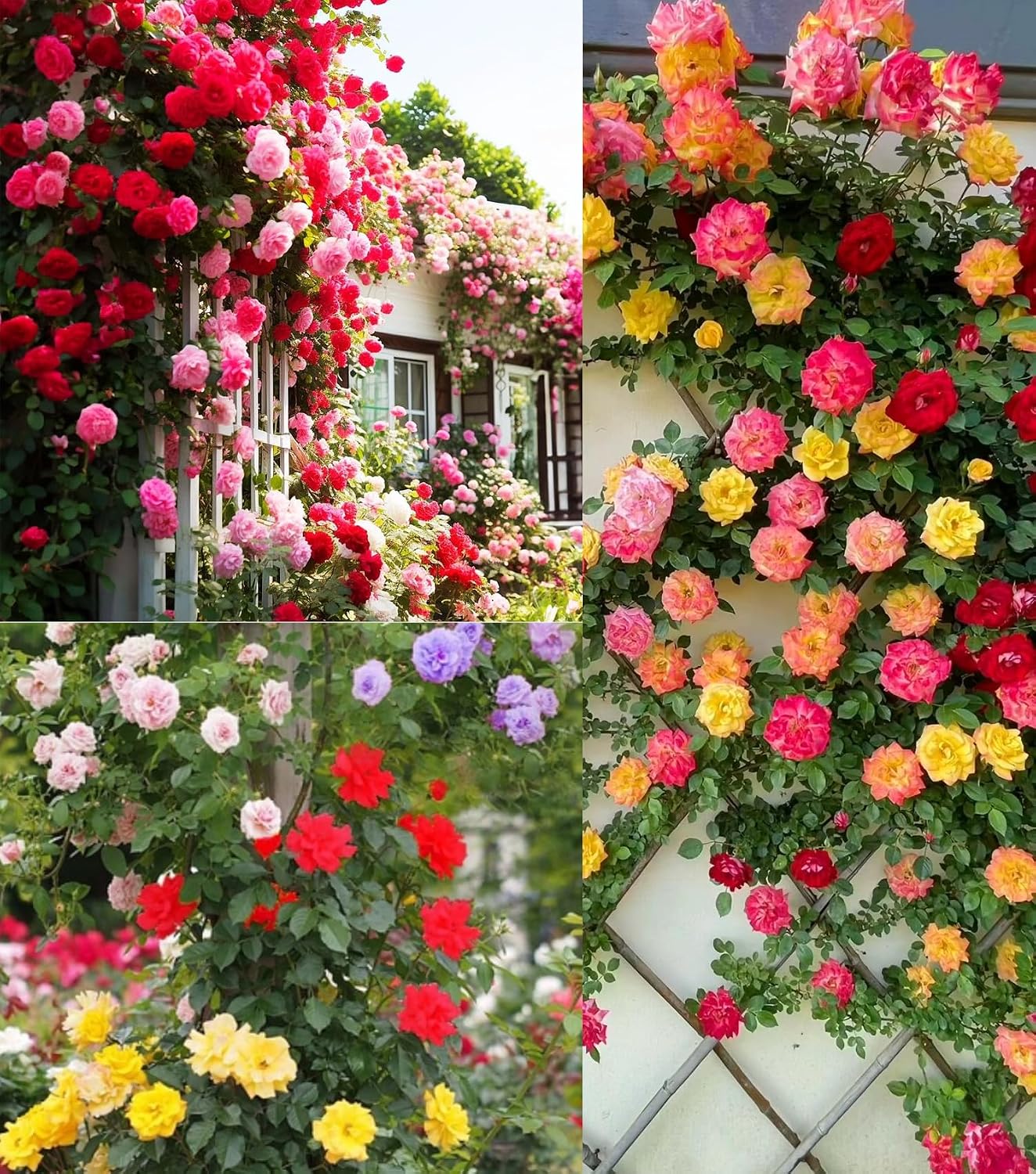 100+ Semillas Rosas Trepadoras para Cultivo