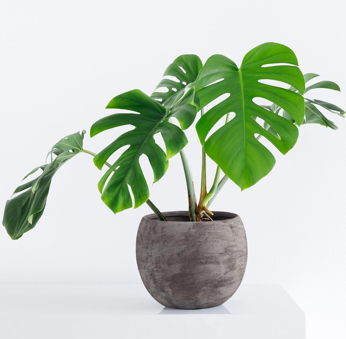 Macetero 10pulg texturizado para flores