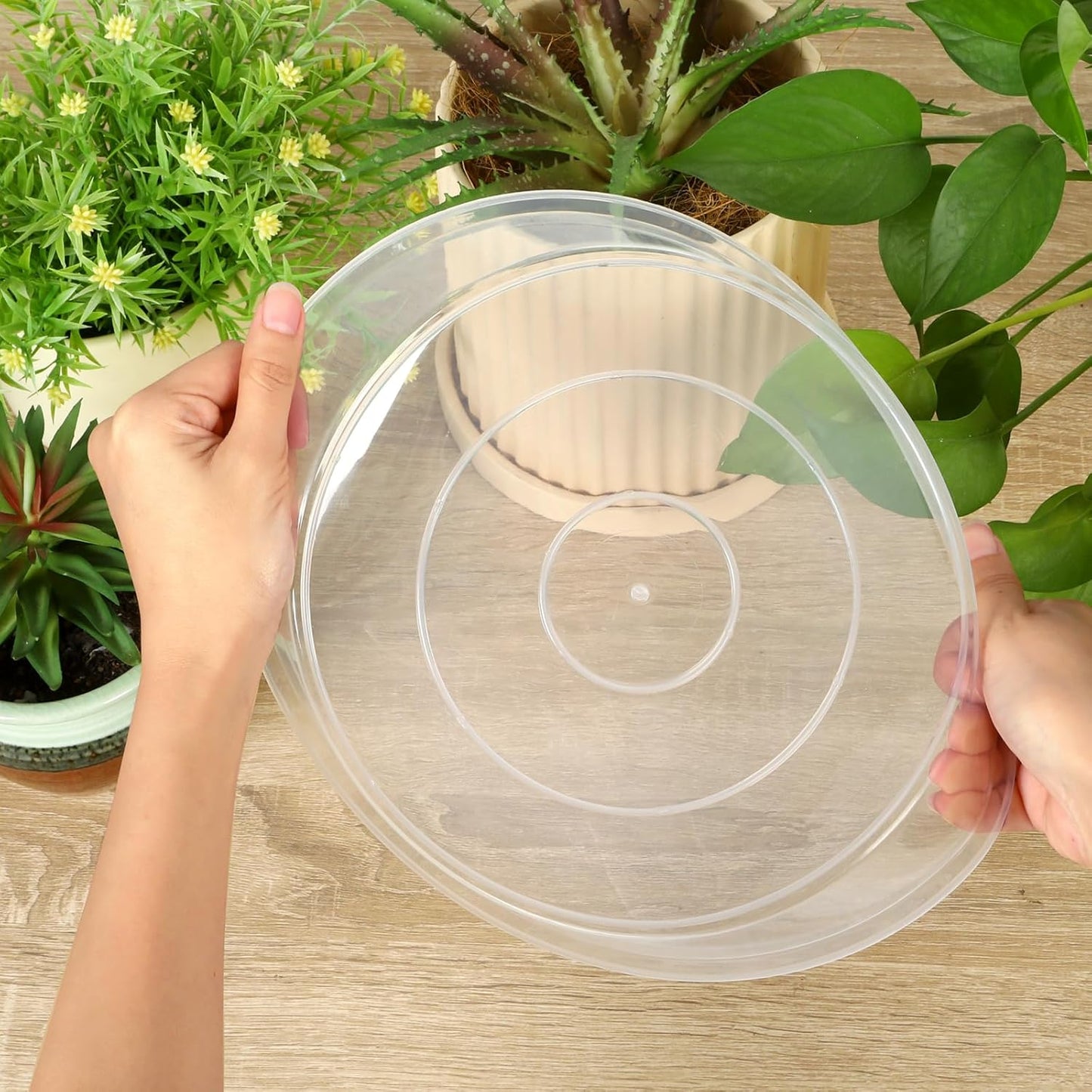 Plato transparente para plantas 4-10" set 8