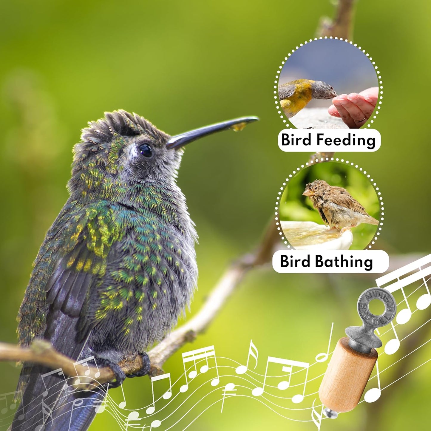 Pack regalo abedul natural Bird Call