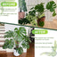 4 Postes D de 16" para plantas con musgo Sphagnum blanco