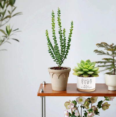 Macetas cerámica para suculentas 3.6" regalo plantas
