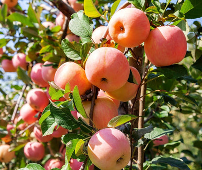 100 Pzas Semillas Manzano Miel Crujiente Pomme Pommier