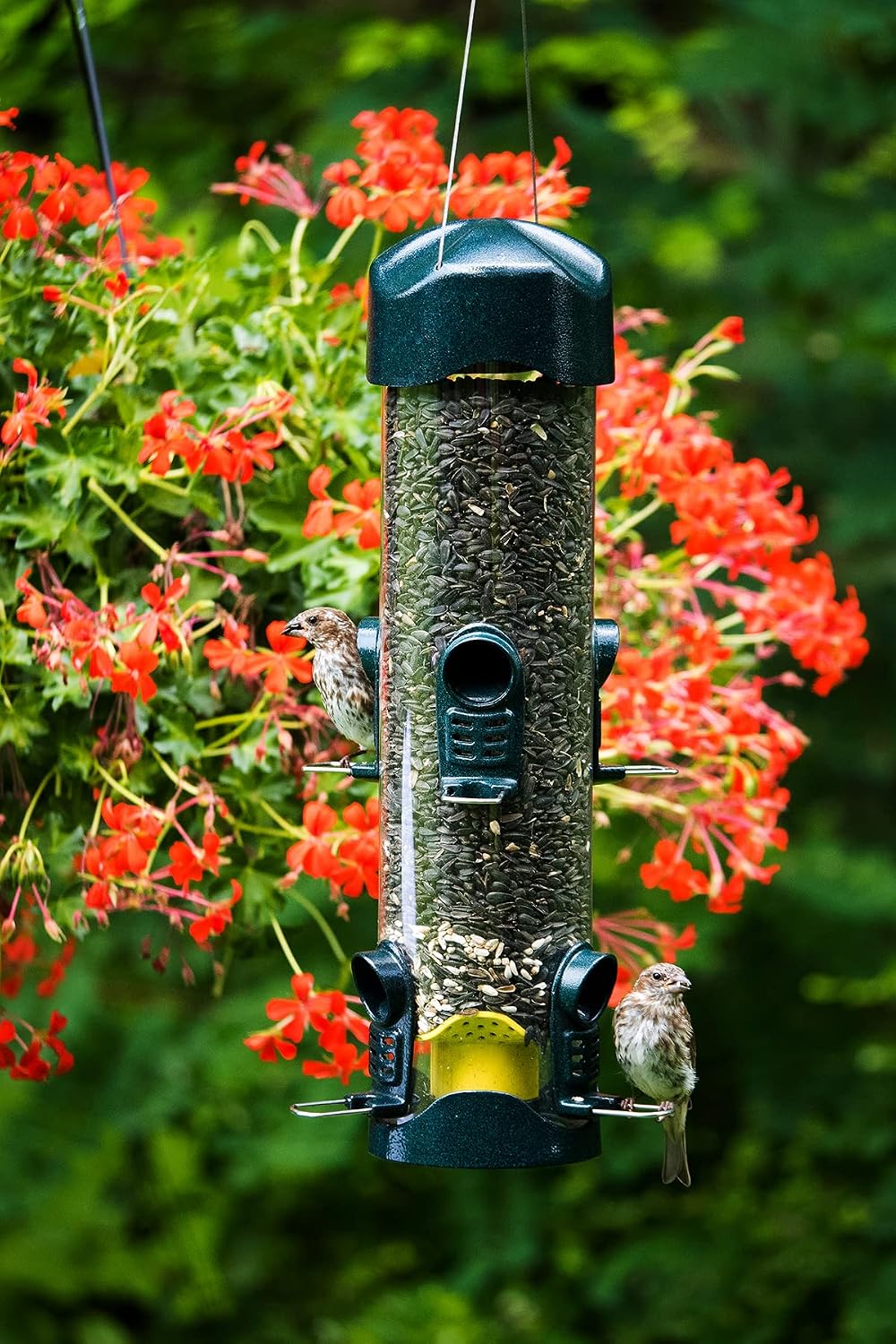 Comedero para pájaros 6 puertos 4lb capacidad
