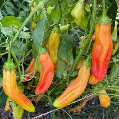 Semillas Aji Amarillo orgánicas para plantar chile peruano 30 pzas