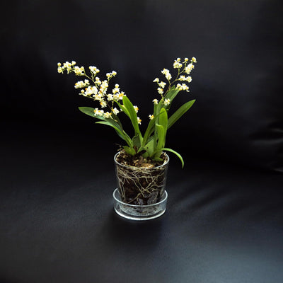Maceta acrílico transparente 3.5" con bandeja orquídea