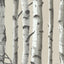 Papel pintado árbol abedul color gris