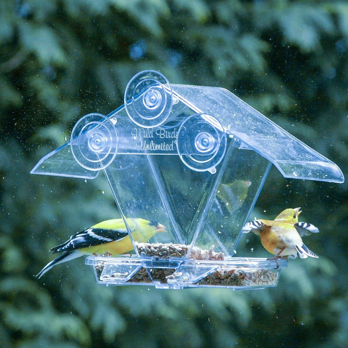 Ventosas plástico transparente para comederos pájaros 5 pzas