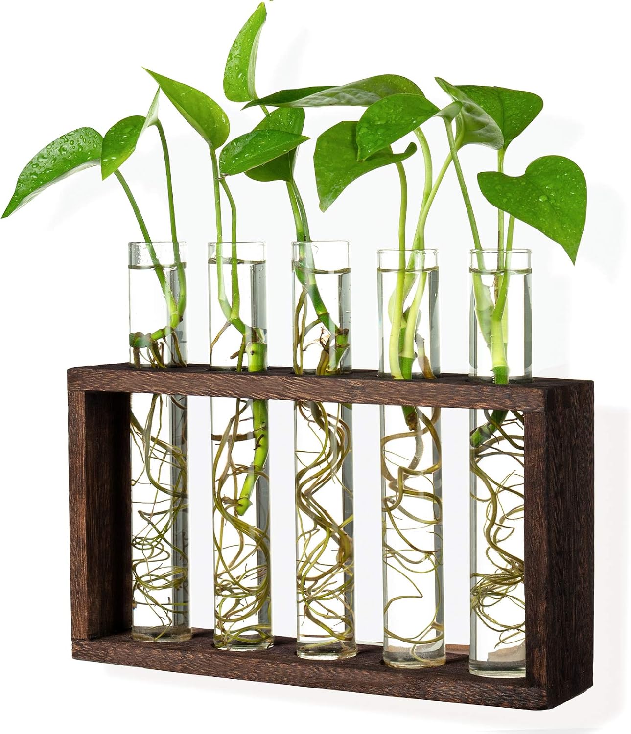 Estación propagación plantas 5 tubos vidrio escritorio marrón