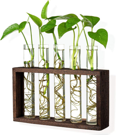 Estación propagación plantas 5 tubos vidrio escritorio marrón