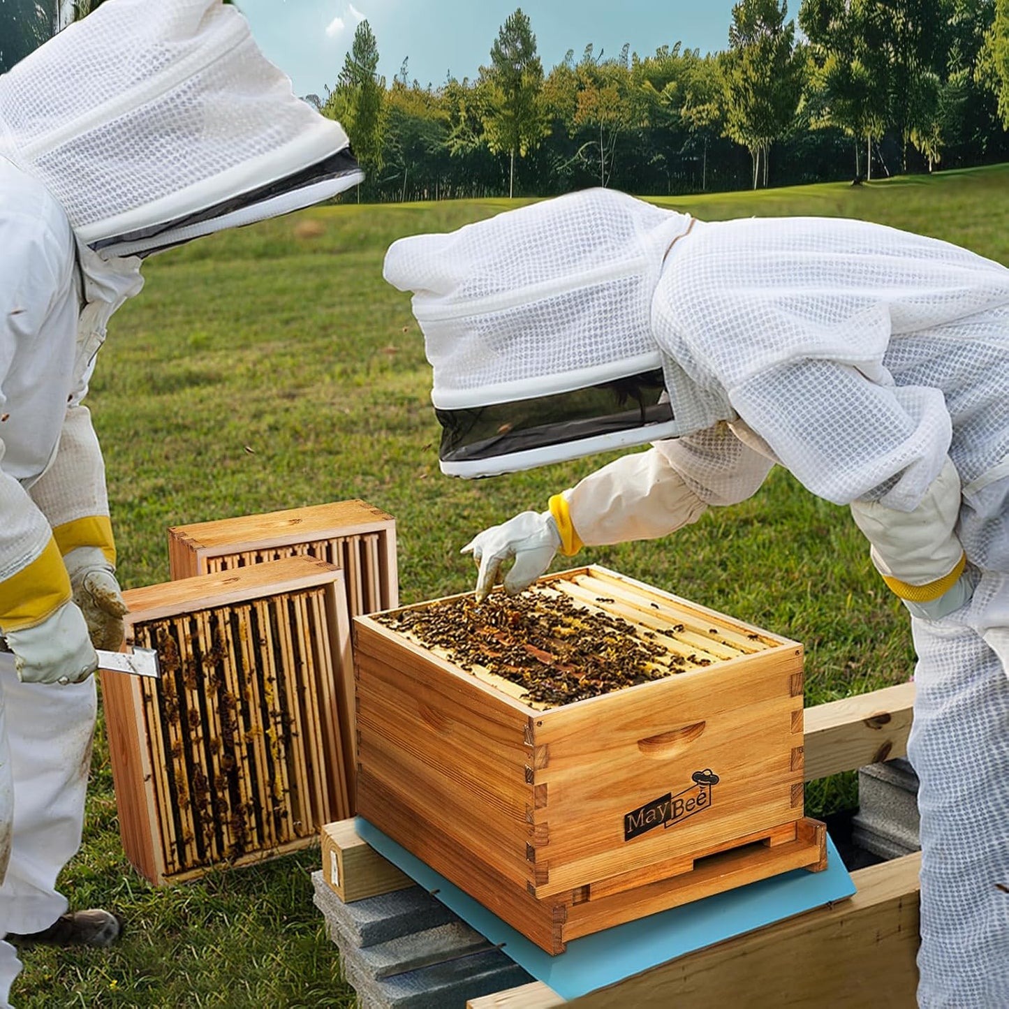 Kit inicio colmena 10 marcos cajas abejas herramientas