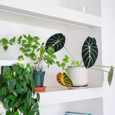 Maceta cerámica con agujeros drenaje y platillo decorativo