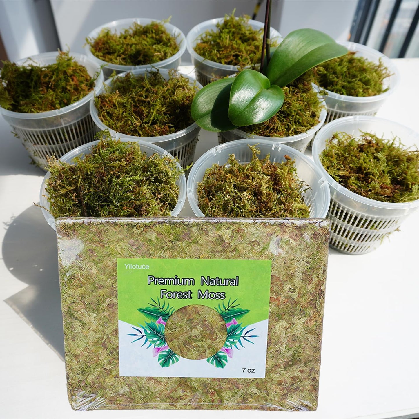 Musgo orquídea 7oz suelo para macetas terrario reptiles decoración