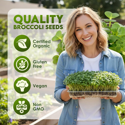Semillas brócoli orgánicas para germinar sin OMG