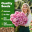 Semillas zinnia rosa 4500 luminosa anual floración rápida