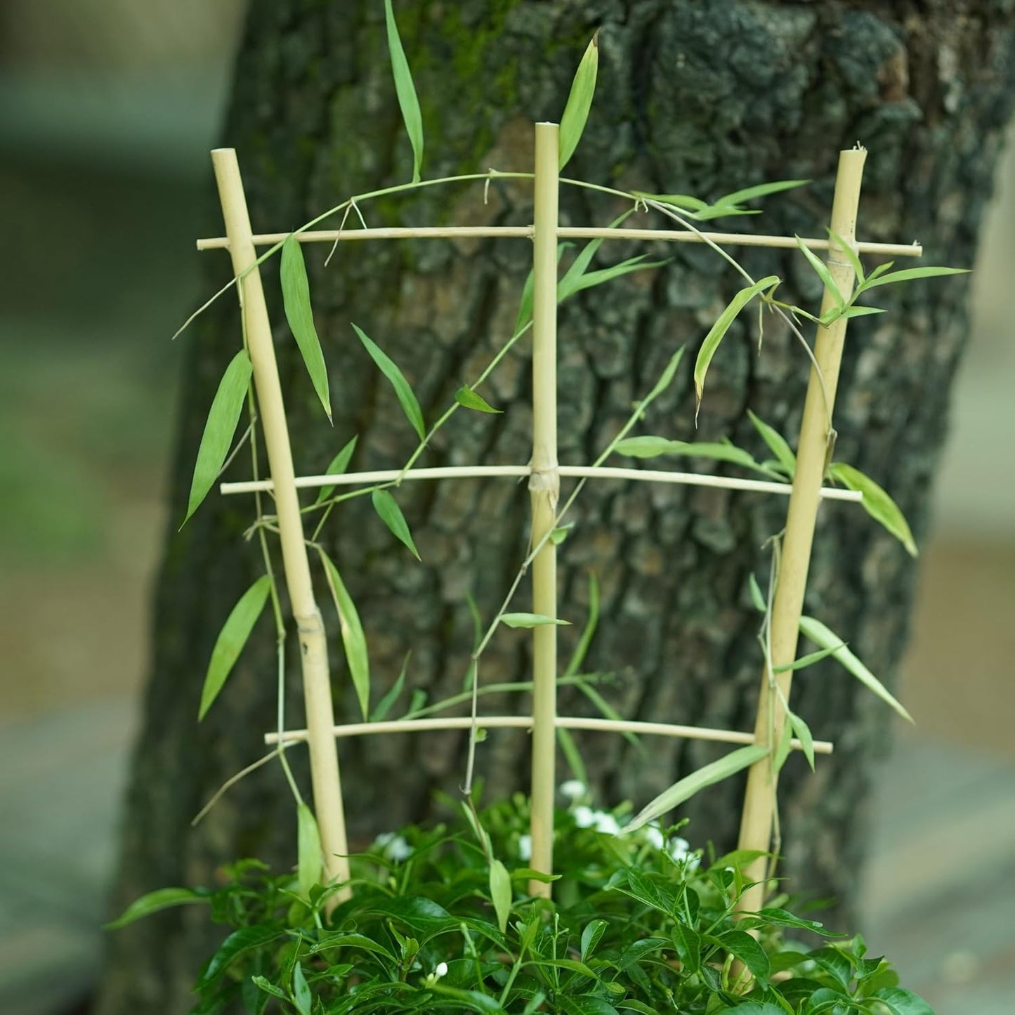 Enrejado bambú 16pulg para plantas trepadoras set 6 con lazos