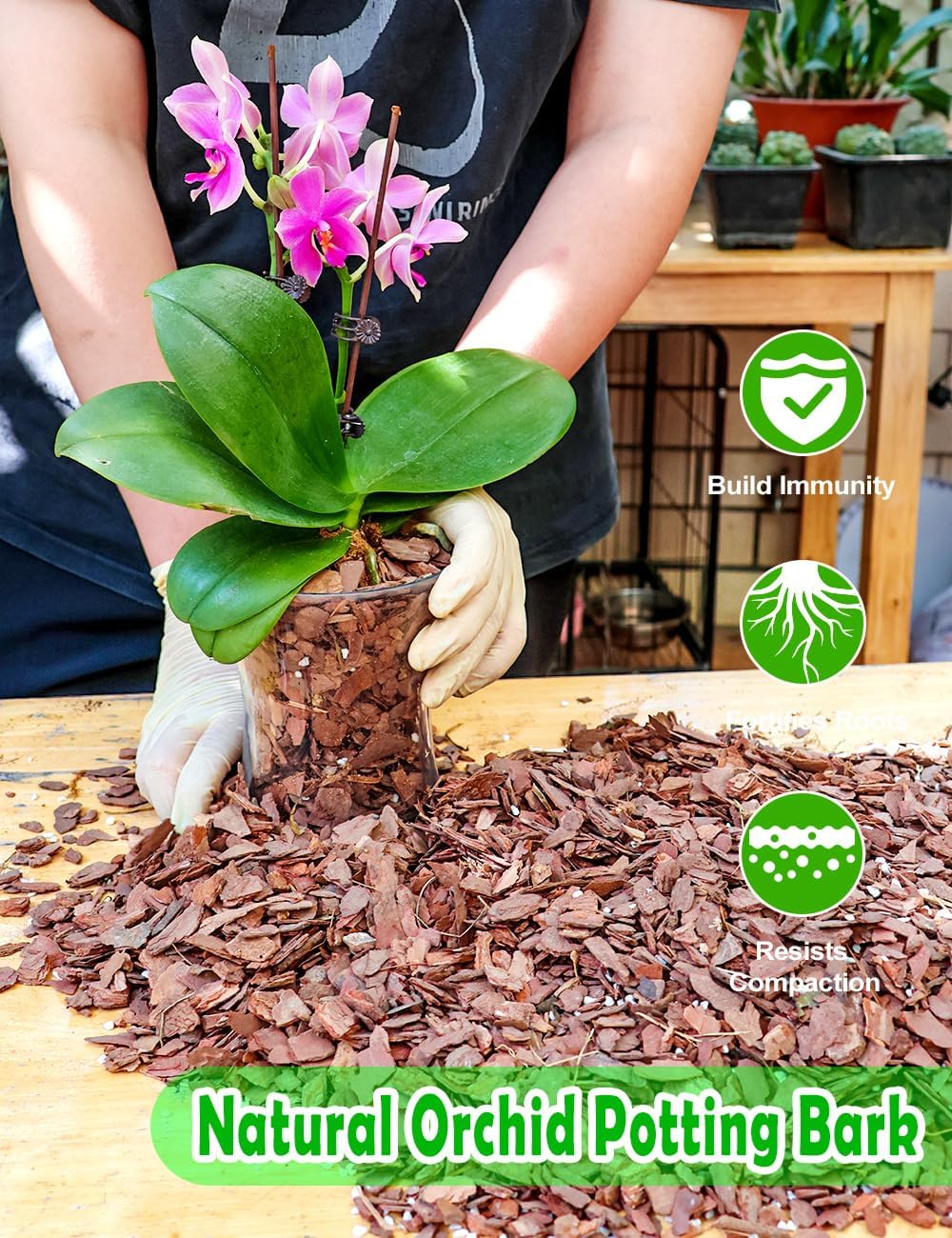 Mezcla para macetas orquídeas corteza perlita virutas pino