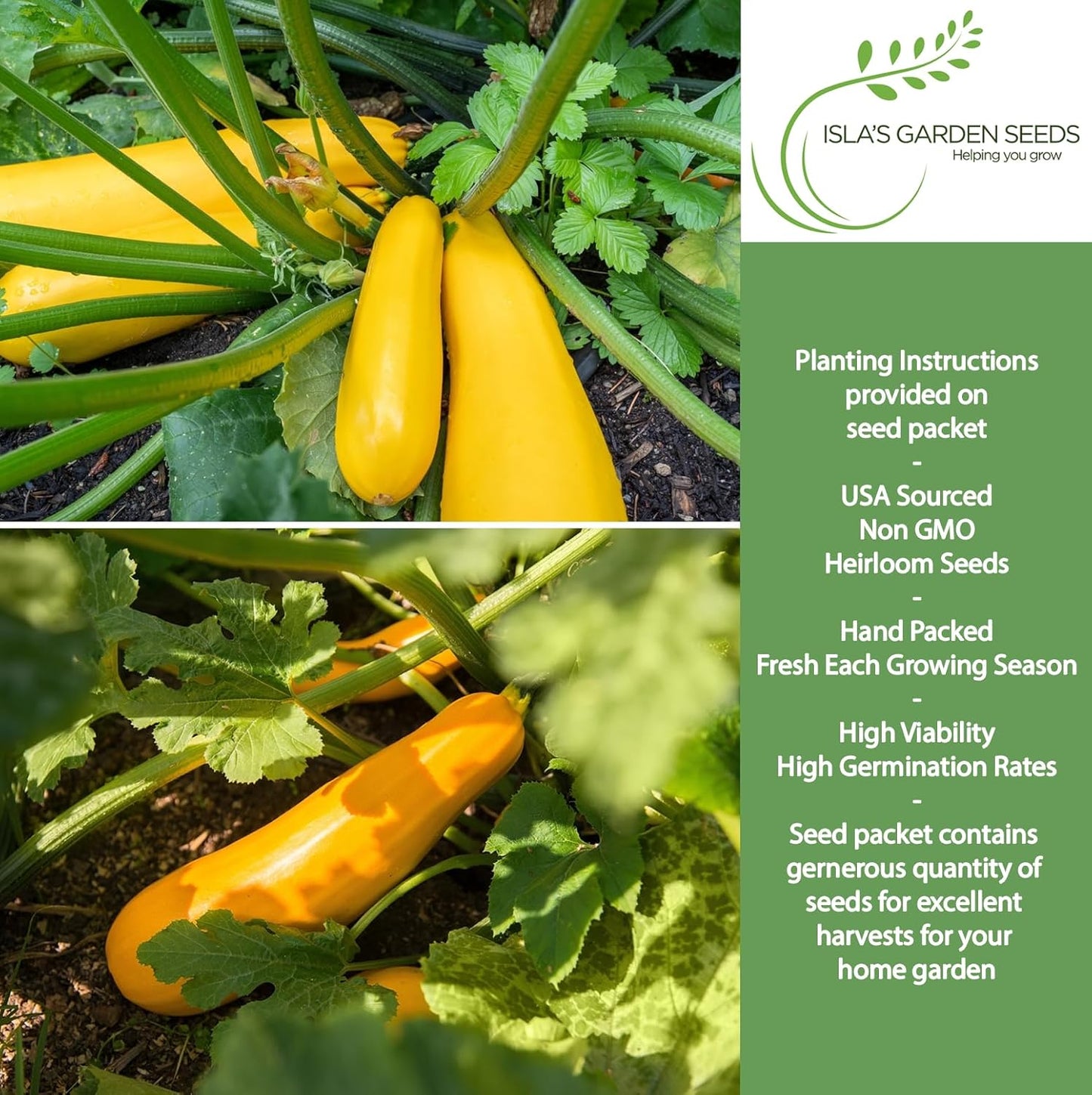 Semillas calabaza verano cuello recto amarillo prolífico 50+ pzas